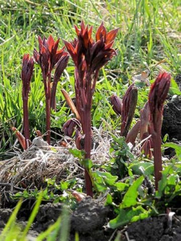 Planting peonies in spring in open ground: terms, rules, tips, step by step instructions