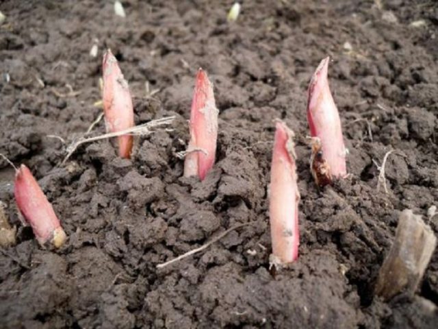 Planting peonies in spring in open ground: terms, rules, tips, step by step instructions