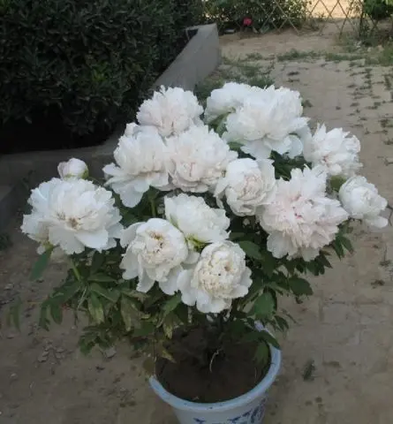 Planting peonies in spring in open ground: terms, rules, tips, step by step instructions