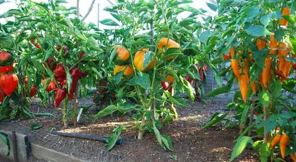 Planting peppers in open ground