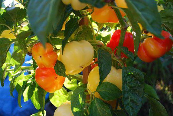 Planting peppers in open ground