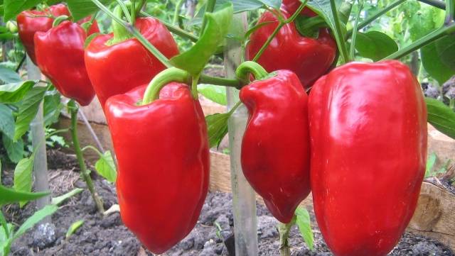 Planting peppers in open ground