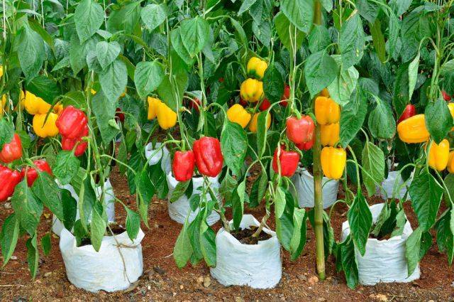 Planting peppers in open ground