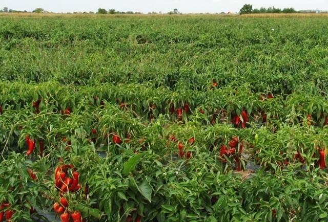 Planting peppers in open ground