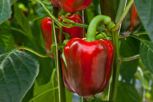 Planting peppers in open ground