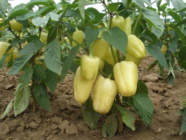 Planting peppers in open ground