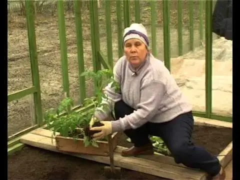 Planting peppers in open ground