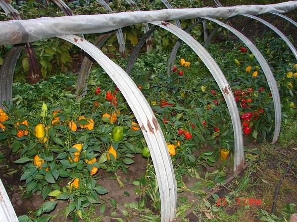 Planting peppers in open ground