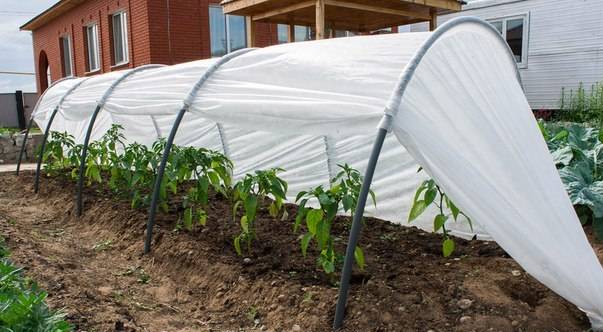 Planting peppers in open ground