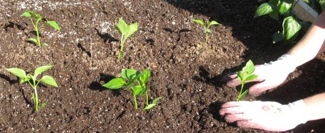 Planting peppers in open ground