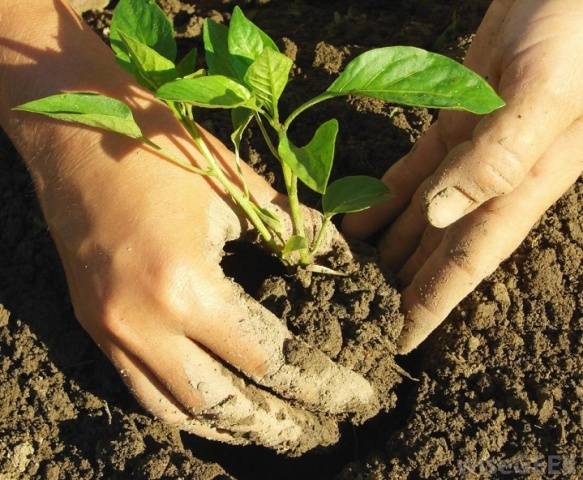 Planting peppers in open ground