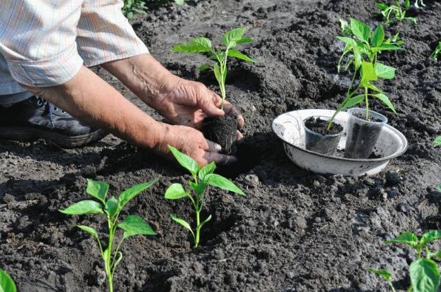 Planting peppers in open ground