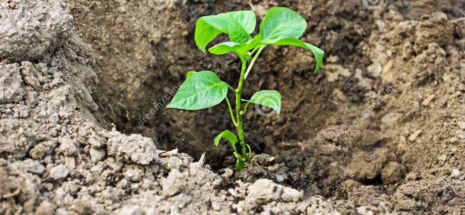 Planting peppers in open ground