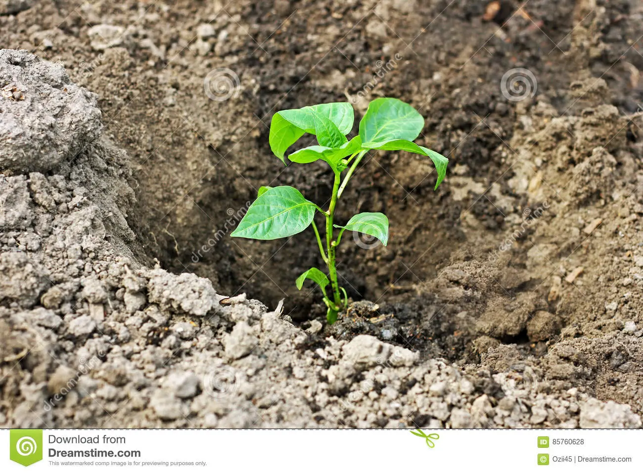 Planting peppers in open ground