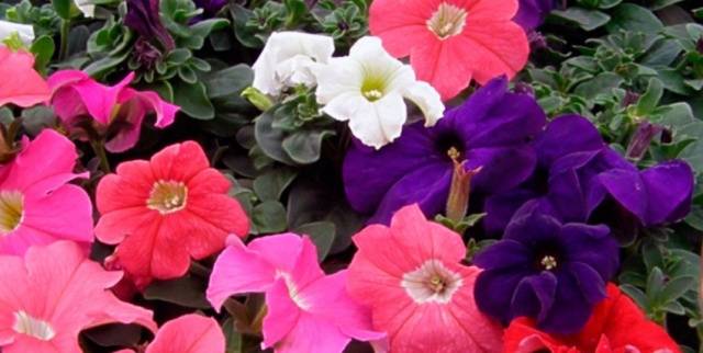 Planting petunia in open ground 