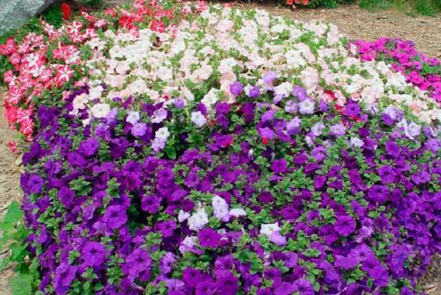 Planting petunia in open ground 