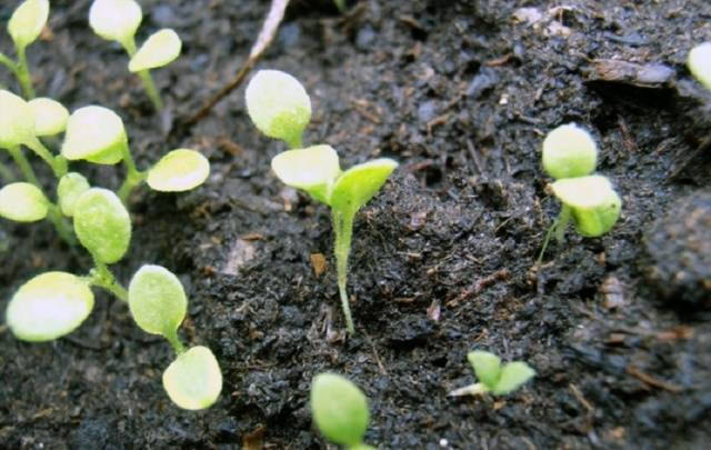 Planting petunia in open ground 