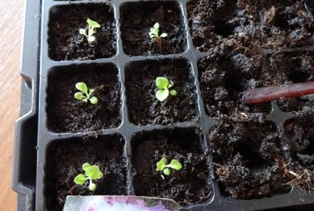 Planting petunia in open ground 