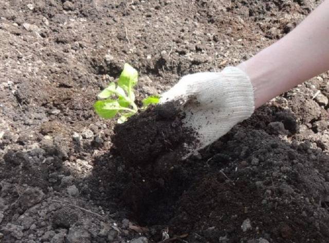 Planting petunia in open ground 