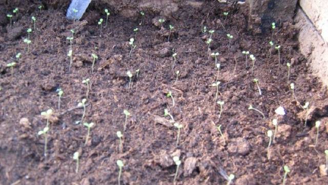 Planting petunia in open ground 