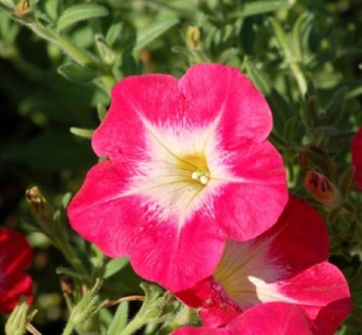 Planting petunia in open ground 