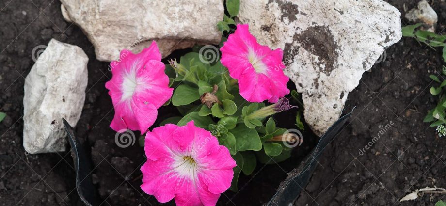 Planting petunia in open ground 