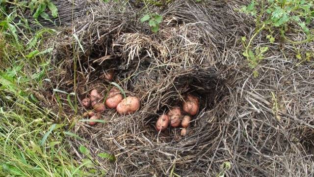 Planting potatoes for hay