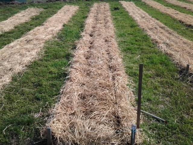 Planting potatoes for hay