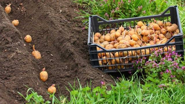 Planting potatoes for hay