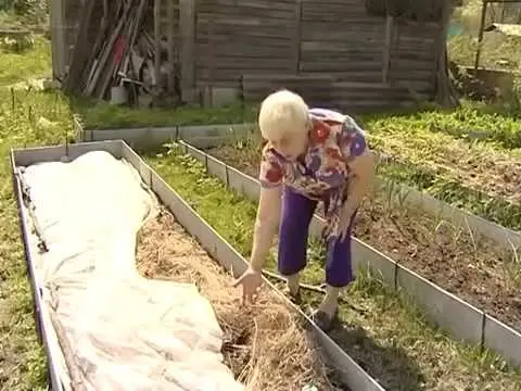 Planting potatoes for hay