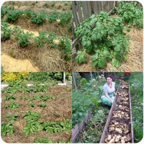 Planting potatoes for hay