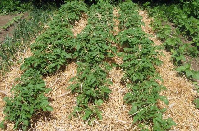 Planting potatoes for hay