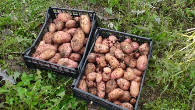 Planting potatoes for hay