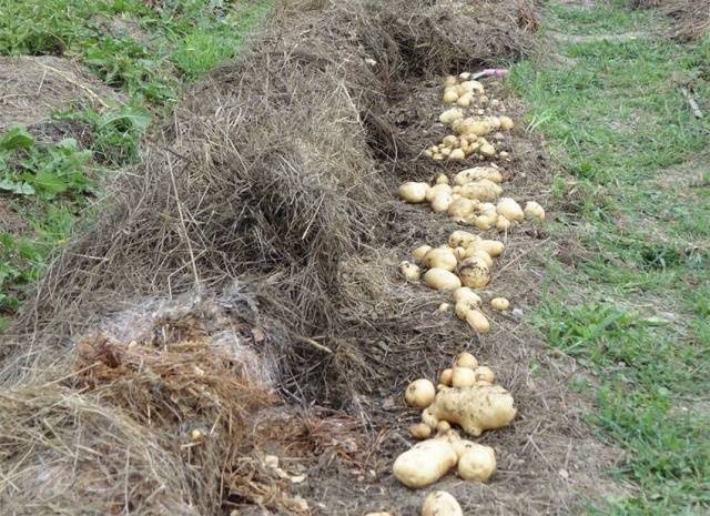 Planting potatoes for hay