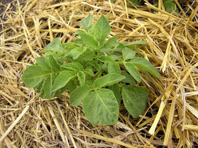 Planting potatoes for hay