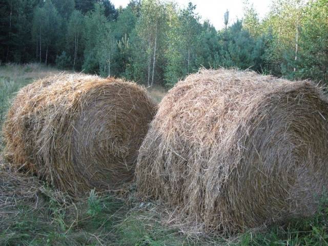 Planting potatoes for hay