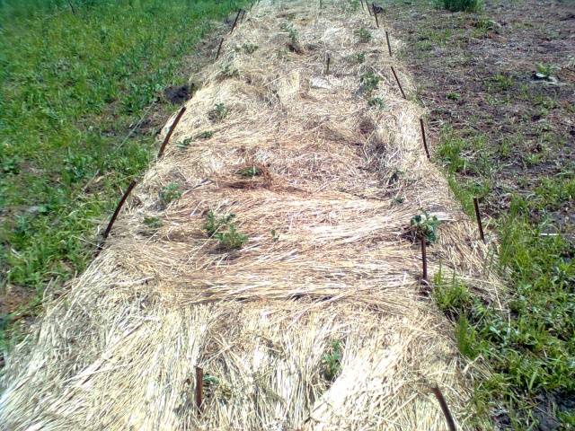 Planting potatoes for hay