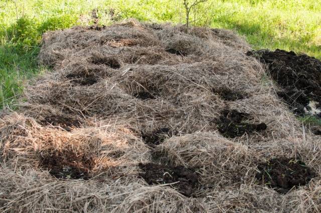 Planting potatoes for hay