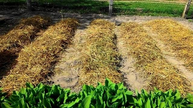 Planting potatoes for hay