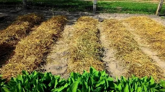 Planting potatoes for hay