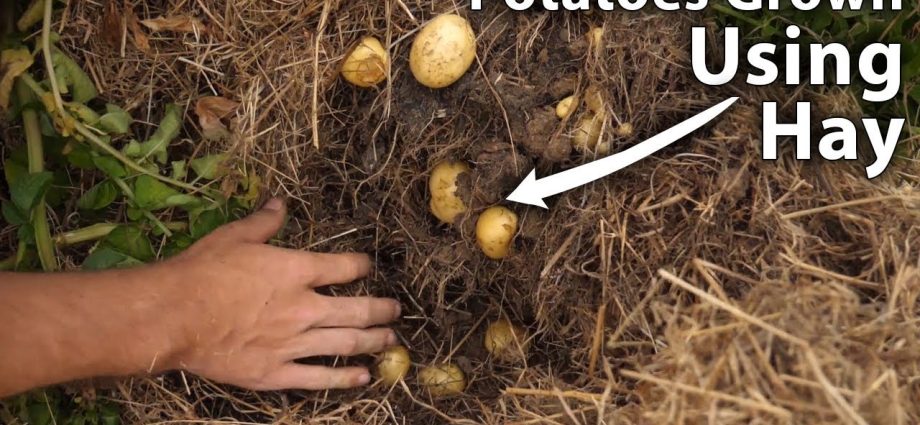 Planting potatoes for hay