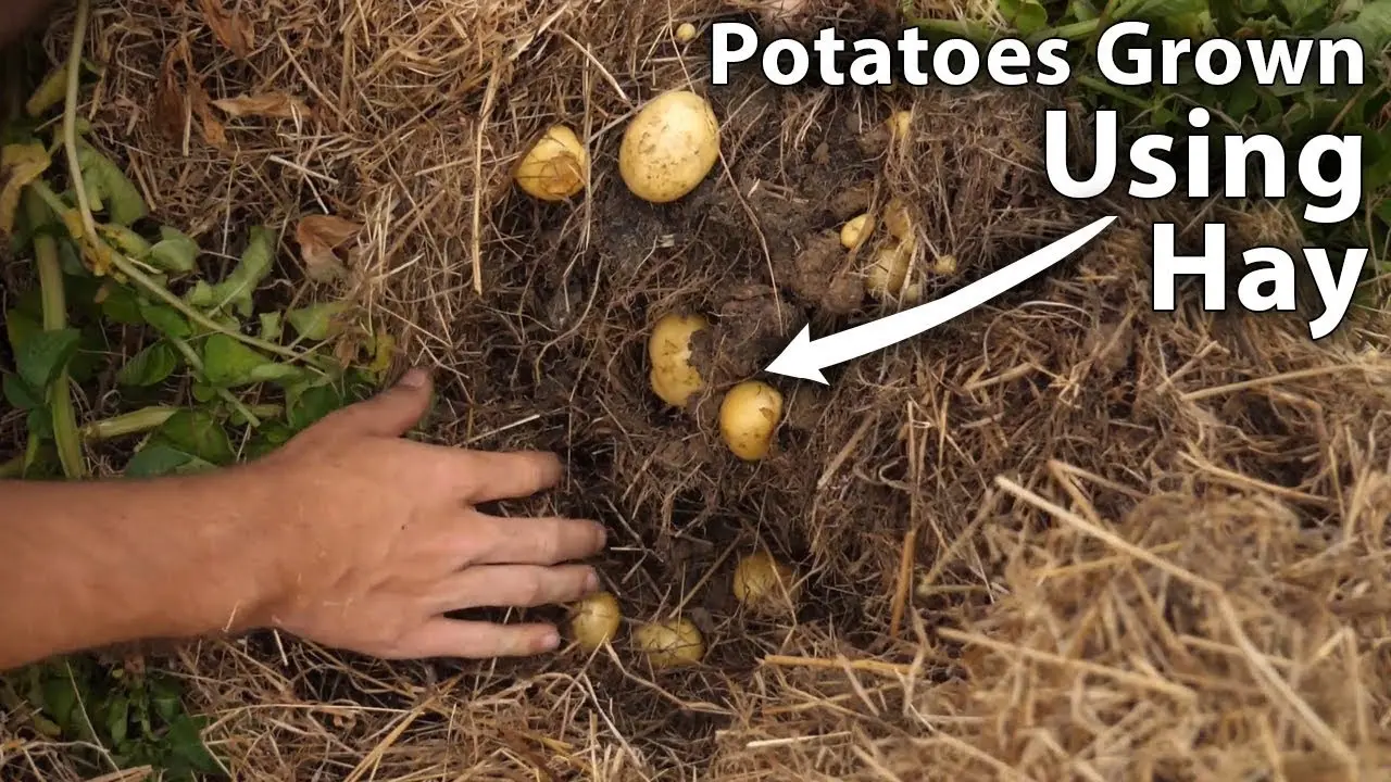 Planting potatoes for hay