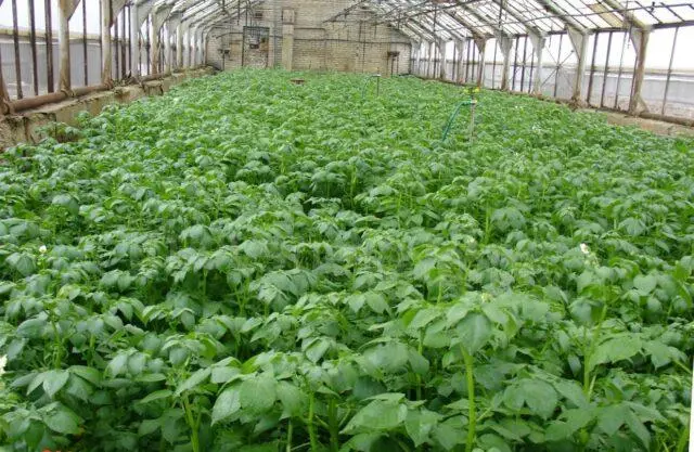 Planting potatoes in a greenhouse: in winter, in January, photo