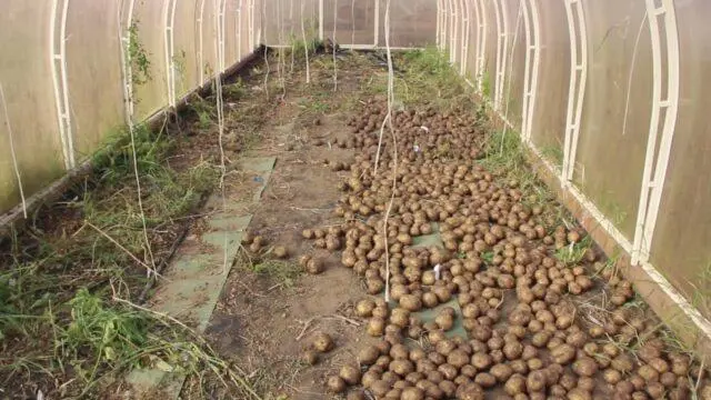 Planting potatoes in a greenhouse: in winter, in January, photo