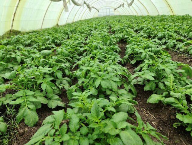 Planting potatoes in a greenhouse: in winter, in January, photo