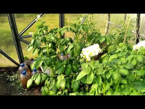 Planting potatoes in a greenhouse: in winter, in January, photo