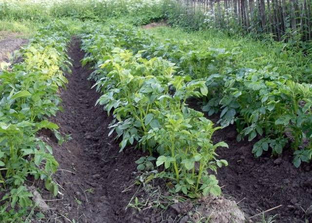 Planting potatoes in a ridge way