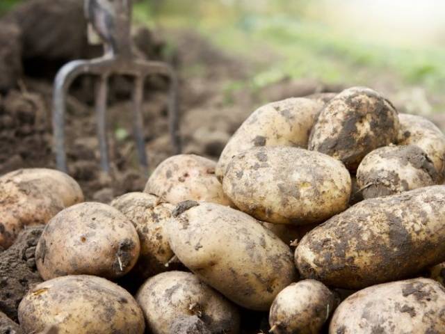 Planting potatoes in a ridge way