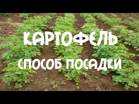 Planting potatoes in a ridge way