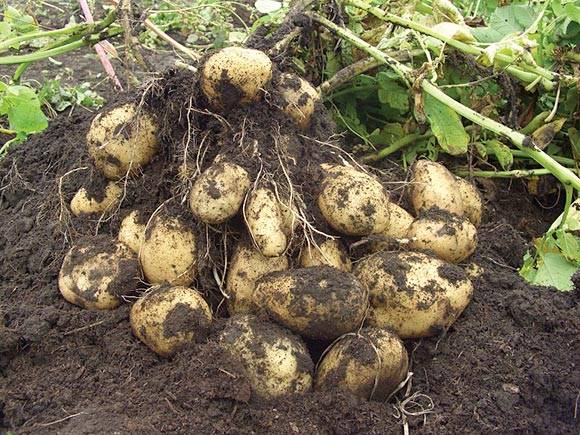 Planting potatoes in a ridge way